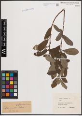 Foto von Salix cinerea L.
